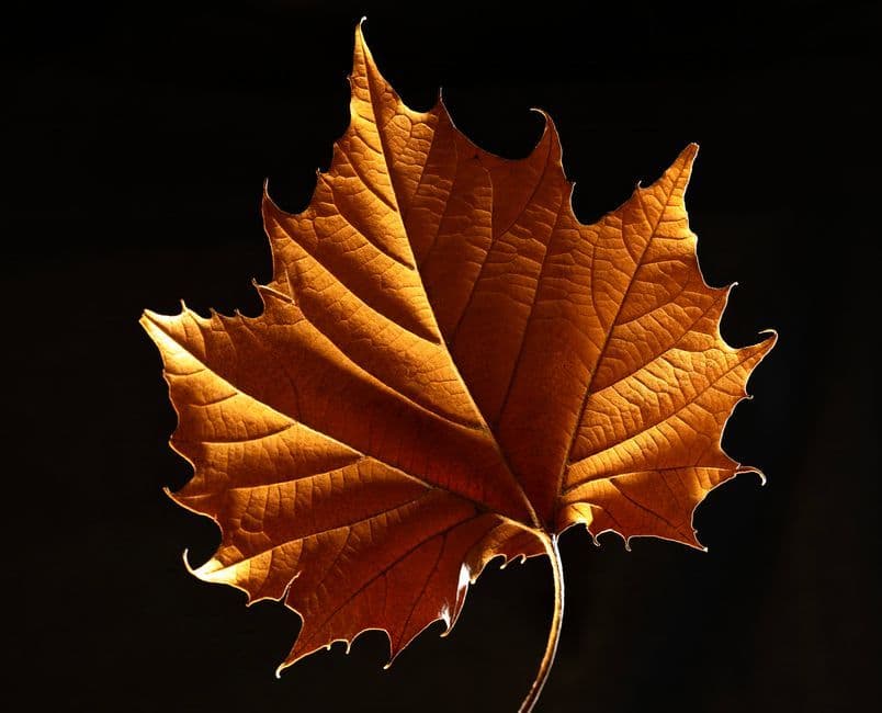 Golden Maple Review 2026: Paintbrushes for Working Artists
