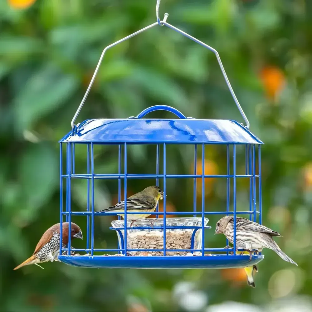 Kingsyard metal-caged squirrel-proof bluebird feeder hanging outdoors