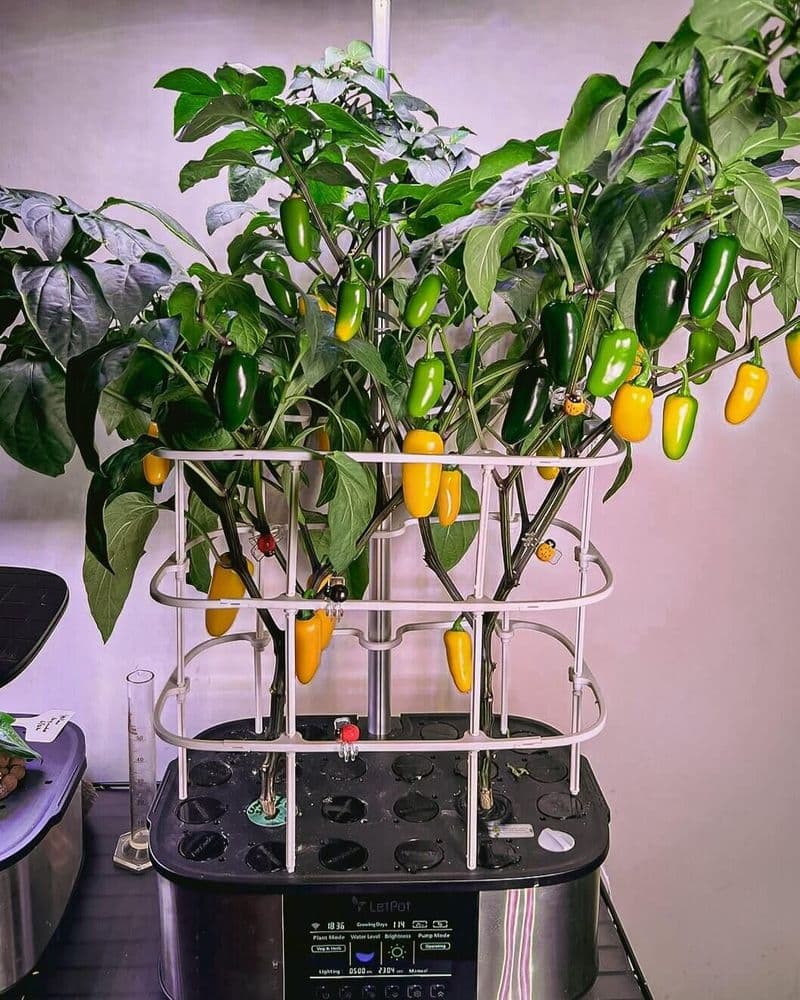 LetPot Review 2026: Hydroponic Indoor Gardens Tested