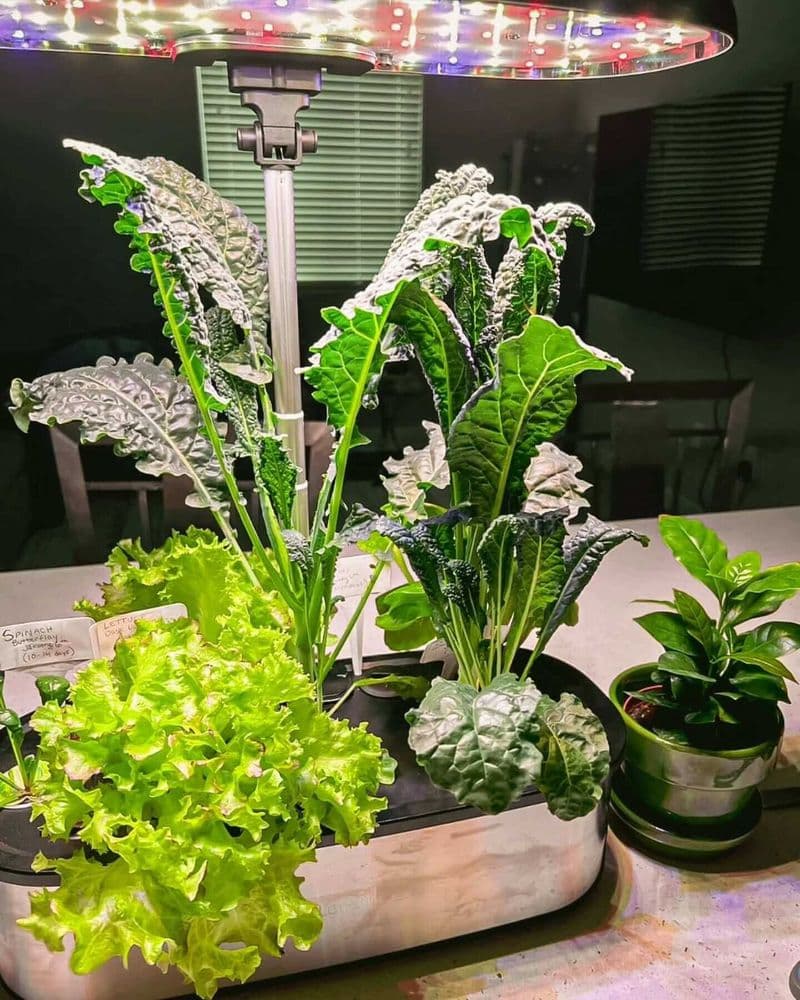 LetPot Review 2026: Hydroponic Indoor Gardens Tested
