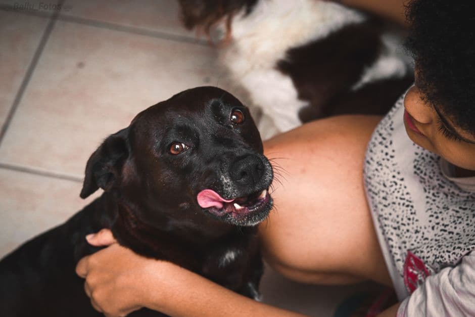Nextrition Pet Review 2026: Is Cold-Pressed Dog Food Worth It?