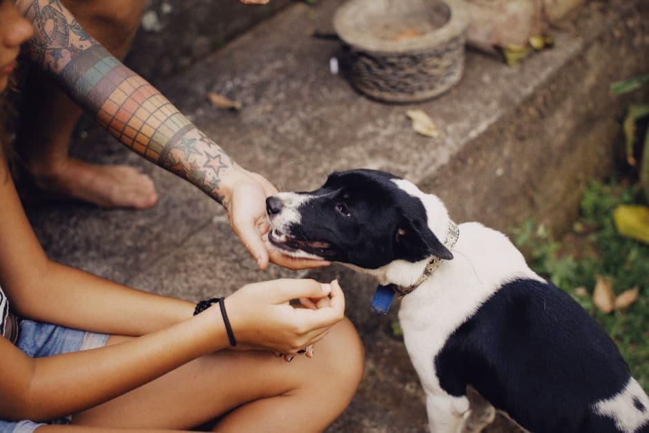 Nextrition Pet Review 2026: Is Cold-Pressed Dog Food Worth It?