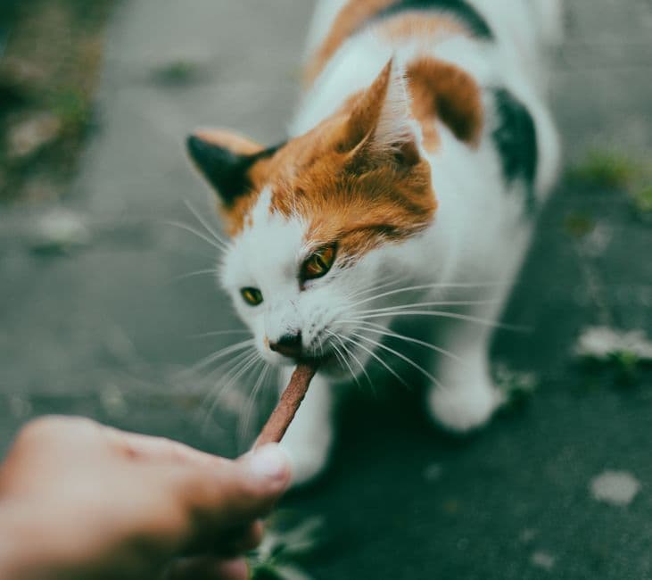 Pets & Pet Care