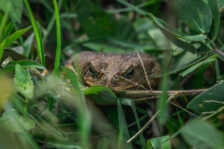 Survival Frog Review 2026