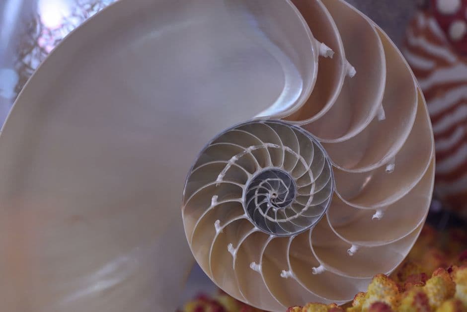 Nautilus Puzzles Review 2026